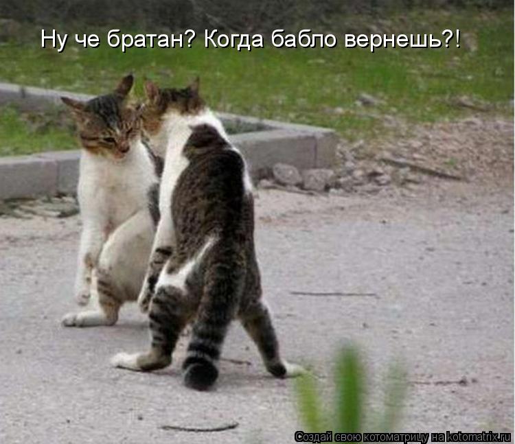Котоматрица: Ну че братан? Когда бабло вернешь?!