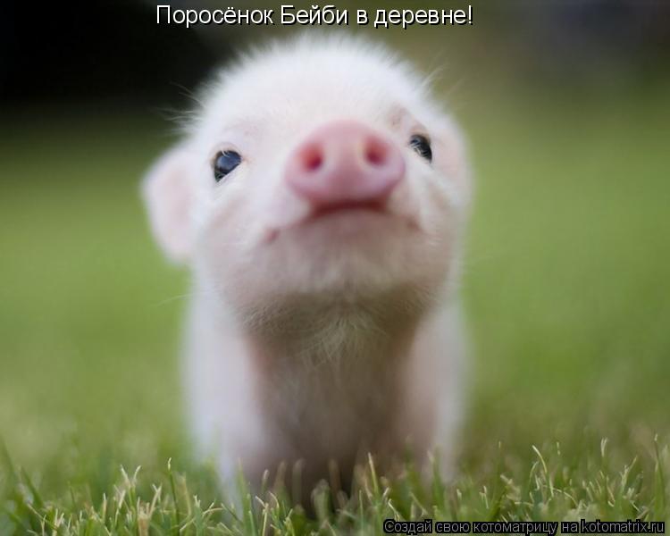 Котоматрица: Поросёнок Бейби в деревне!