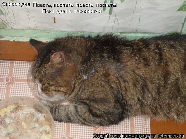 Котоматрица: Список дня: Поесть, поспать, поесть, поспать! Пока еда не закончится.