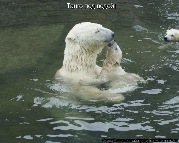 Танго под водой!... Котоматрица: Танго под водой!
