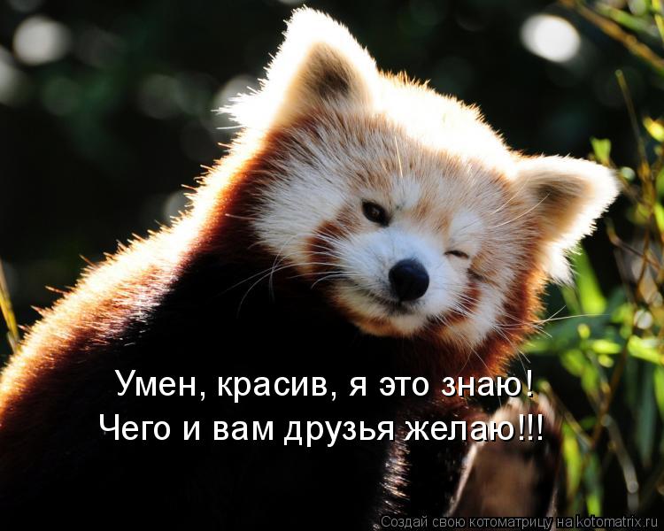 Умен, красив, я это знаю! Чего и вам друзья желаю!!!... Котоматрица: Умен, красив, я это знаю! Чего и вам друзья желаю!!!