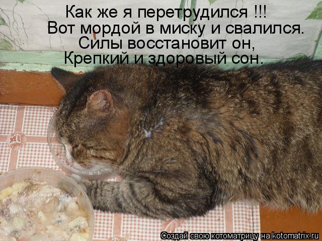Как же я перетрудился !!! Вот мордой в миску и свалился. Силы восстановит он, Крепкий и здоровый сон.... Котоматрица: Как же я перетрудился !!! Вот мордой в миску и свалился. Силы восстановит он, Крепкий и здоровый сон.