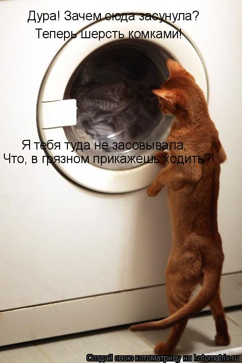 Я тебя туда не засовывала, Что, в грязном прикажешь ходить?! Теперь шерсть комками! Дура! Зачем сюда ... Котоматрица: Я тебя туда не засовывала, Что, в грязном прикажешь ходить?! Теперь шерсть комками! Дура! Зачем сюда засунула?