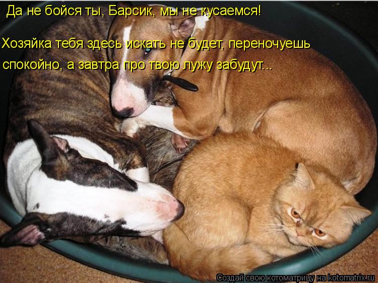 Да не бойся ты, Барсик, мы не кусаемся! Хозяйка тебя здесь искать не будет, переночуешь спокойно, а з... Котоматрица: Да не бойся ты, Барсик, мы не кусаемся! Хозяйка тебя здесь искать не будет, переночуешь спокойно, а завтра про твою лужу забудут...