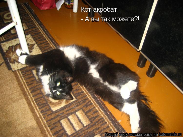 Котоматрица: Кот-акробат: - А вы так можете?!