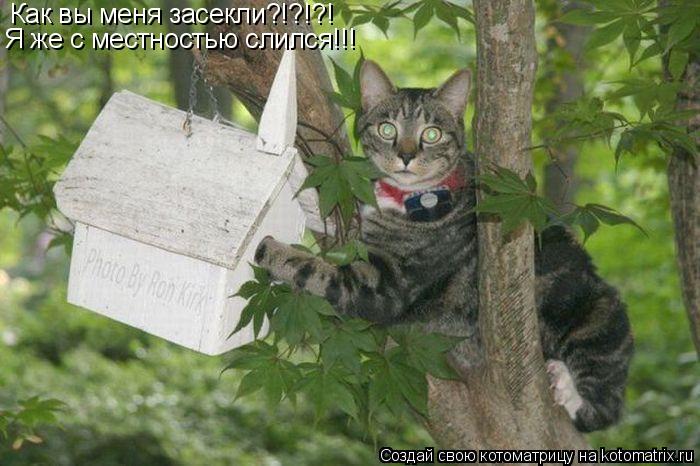 Котоматрица: Как вы меня засекли?!?!?! Я же с местностью слился!!!