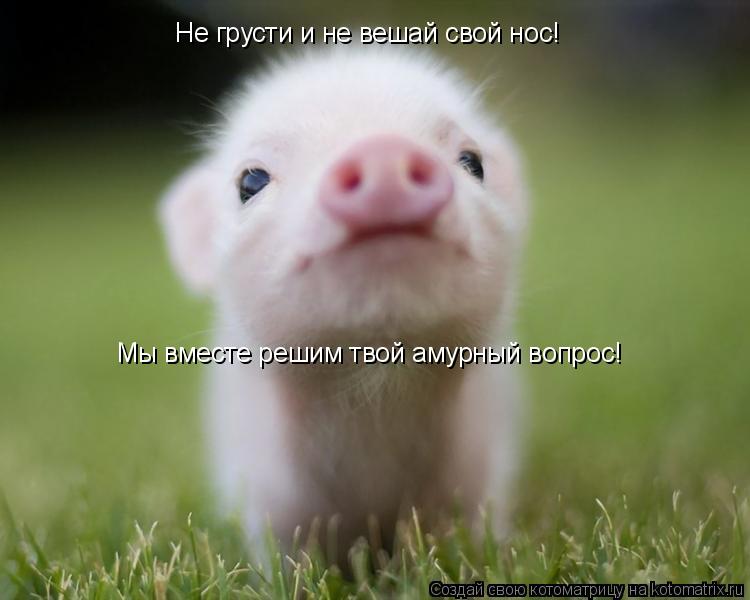 Не грусти и не вешай свой нос! Мы вместе решим твой амурный вопрос! Не грусти и не вешай свой нос!... Котоматрица: Не грусти и не вешай свой нос! Мы вместе решим твой амурный вопрос! Не грусти и не вешай свой нос!