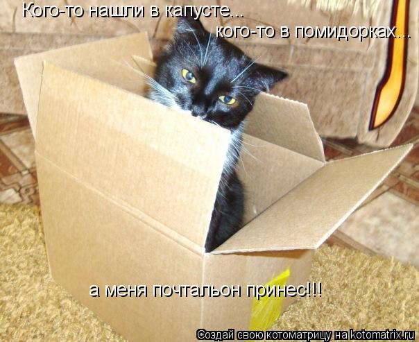 Котоматрица: Кого-то нашли в капусте... кого-то в помидорках... а меня почтальон принес!!!