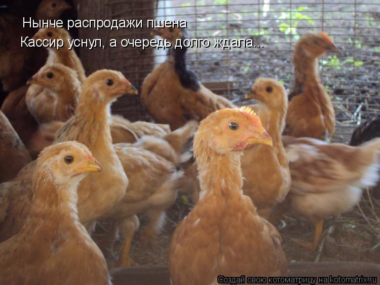 Нынче распродажи пшена Кассир уснул, а очередь долго ждала...... Котоматрица: Нынче распродажи пшена Кассир уснул, а очередь долго ждала...