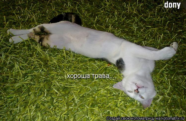 хороша трава....... Котоматрица: хороша трава....