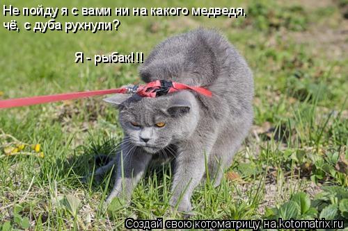 Не пойду я с вами ни на какого медведя, чё, с дуба рухнули? Я - рыбак!!!... Котоматрица: Не пойду я с вами ни на какого медведя, чё, с дуба рухнули? Я - рыбак!!!