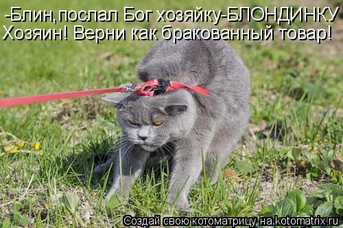 -Блин,послал Бог хозяйку-БЛОНДИНКУ Хозяин! Верни как бракованный товар!... Котоматрица: -Блин,послал Бог хозяйку-БЛОНДИНКУ Хозяин! Верни как бракованный товар!