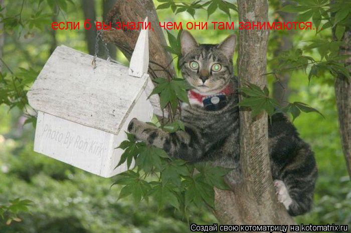 Котоматрица: если б вы знали, чем они там занимаются...