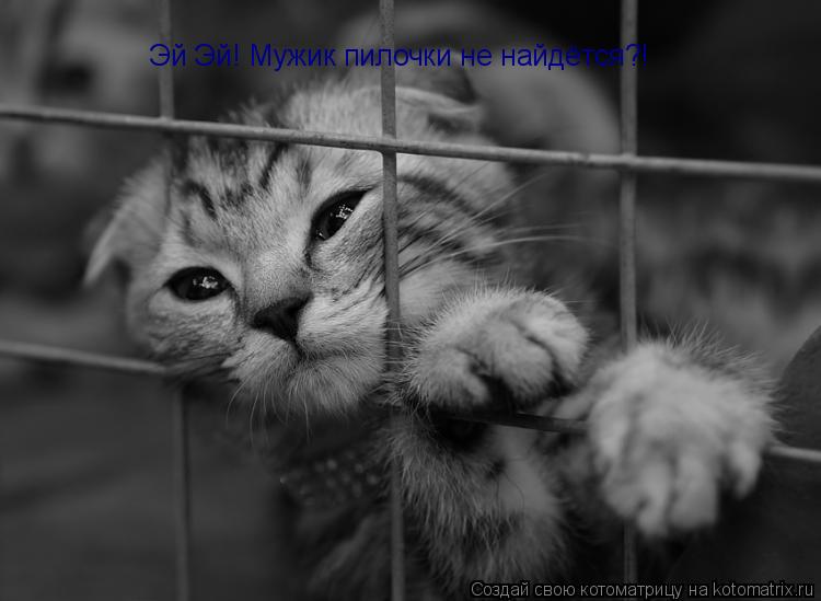 Эй Эй! Мужик пилочки не найдётся?!... Котоматрица: Эй Эй! Мужик пилочки не найдётся?!