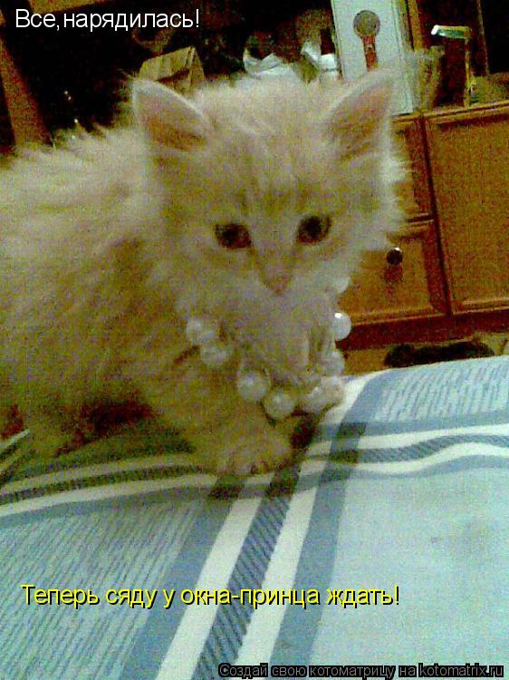 Все,нарядилась! Теперь сяду у окна-принца ждать!... Котоматрица: Все,нарядилась! Теперь сяду у окна-принца ждать!