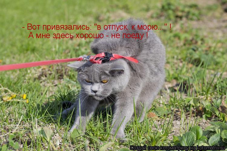 Котоматрица: - Вот привязались: "в отпуск, к морю..." ! А мне здесь хорошо - не поеду !