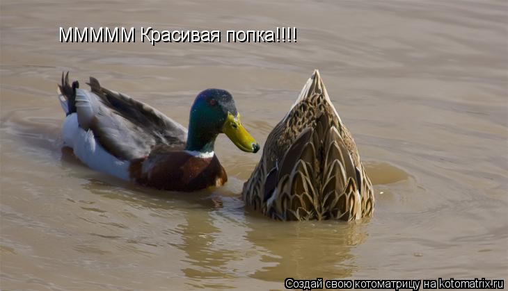 МММММ Красивая попка!!!!... Котоматрица: МММММ Красивая попка!!!!