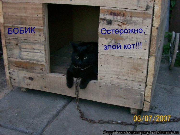 Котоматрица: БОБИК Осторожно, злой кот!!!