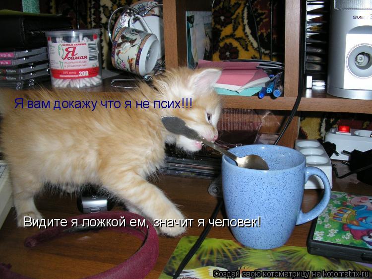 Котоматрица: Я вам докажу что я не псих!!! Видите я ложкой ем, значит я человек!