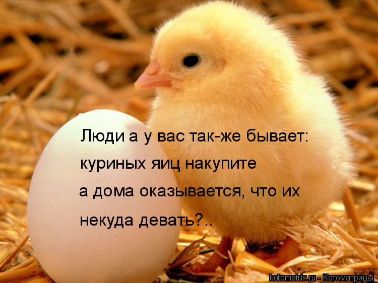 Люди а у вас так-же бывает: куриных яиц накупите а дома оказывается, что их некуда девать?..... Котоматрица: Люди а у вас так-же бывает: куриных яиц накупите а дома оказывается, что их некуда девать?..