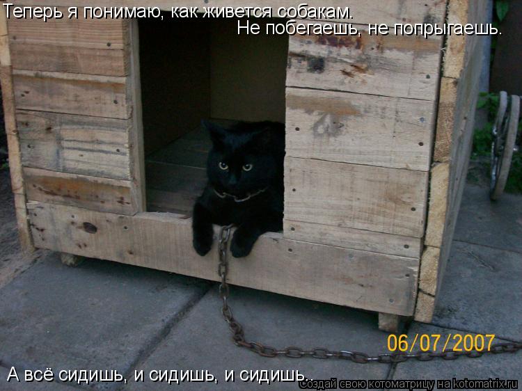 Котоматрица: Теперь я понимаю, как живется собакам. Не побегаешь, не попрыгаешь. А всё сидишь, и сидишь, и сидишь..