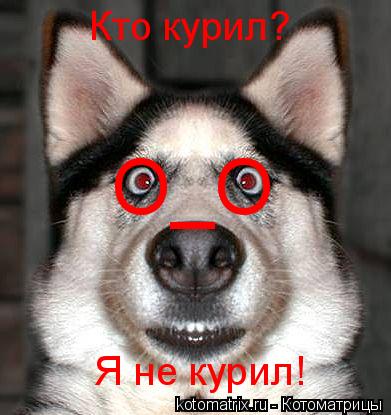 Котоматрица: Кто курил? Я не курил! О_О