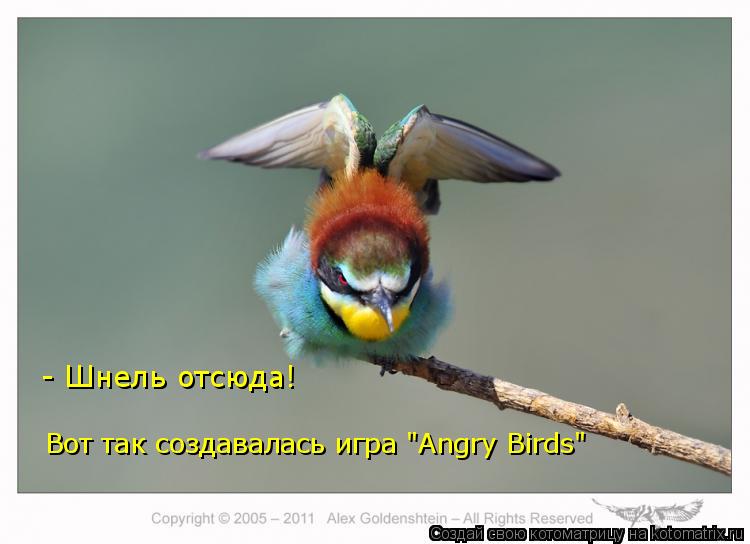 Вот так создавалась игра "Angry Birds" - Шнель отсюда!... Котоматрица: Вот так создавалась игра "Angry Birds" - Шнель отсюда!