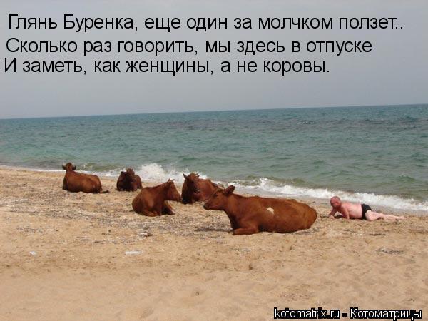 Глянь Буренка, еще один за молчком ползет.. Сколько раз говорить, мы здесь в отпуске И заметь, как же... Котоматрица: Глянь Буренка, еще один за молчком ползет.. Сколько раз говорить, мы здесь в отпуске И заметь, как женщины, а не коровы.
