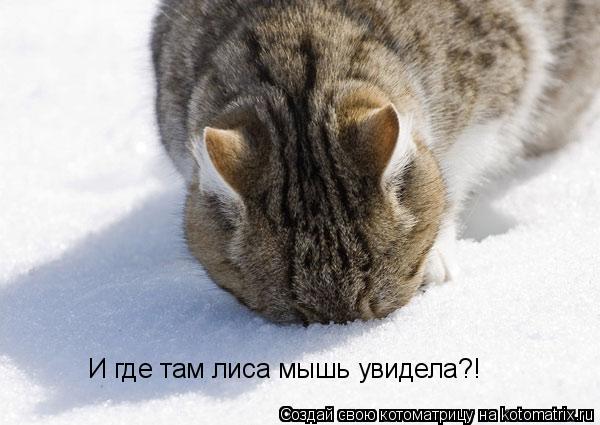 И где там лиса мышь увидела?!... Котоматрица: И где там лиса мышь увидела?!