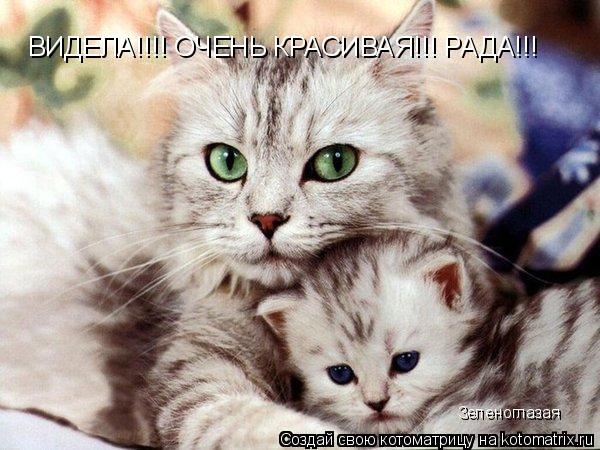 ВИДЕЛА!!!! ОЧЕНЬ КРАСИВАЯ!!! РАДА!!! Зеленоглазая... Котоматрица: ВИДЕЛА!!!! ОЧЕНЬ КРАСИВАЯ!!! РАДА!!! Зеленоглазая