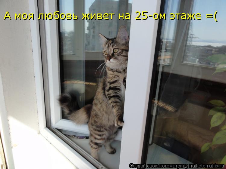 А моя любовь живет на 25-ом этаже =(... Котоматрица: А моя любовь живет на 25-ом этаже =(