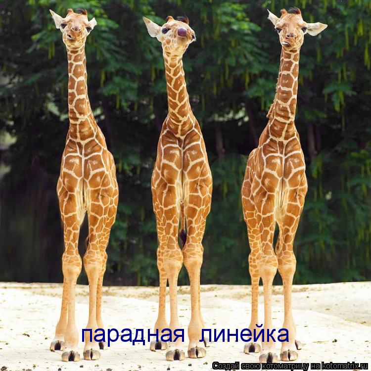 Котоматрица: парадная  линейка