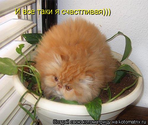 Котоматрица: И все таки я счастливая)))