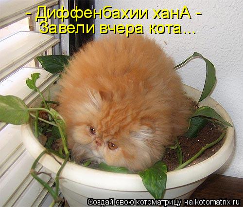 Котоматрица: - Диффенбахии ханА -  Завели вчера кота...