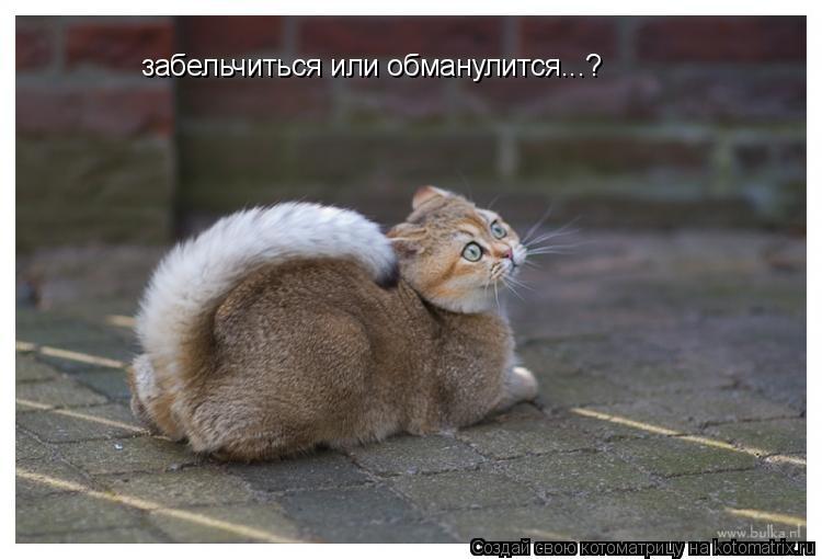 забельчиться или обманулится...?... Котоматрица: забельчиться или обманулится...?