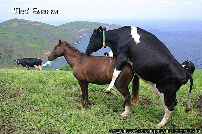 "Лес" Бианки... Котоматрица: "Лес" Бианки