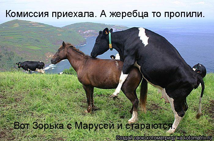 Комиссия приехала. А жеребца то пропили. Вот Зорька с Марусей и стараются.... Котоматрица: Комиссия приехала. А жеребца то пропили. Вот Зорька с Марусей и стараются.