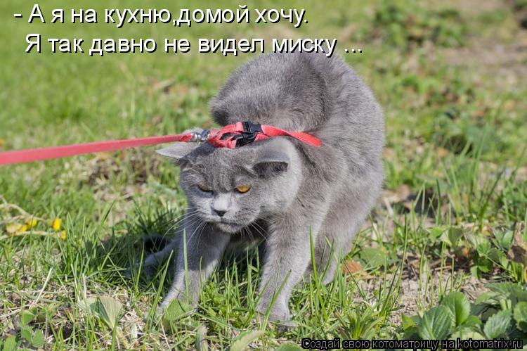 - А я на кухню,домой хочу. Я так давно не видел миску ...... Котоматрица: - А я на кухню,домой хочу. Я так давно не видел миску ...