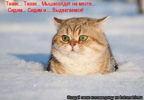 Тааак....Тааак... Мышасолдат на месте... Сидим... Сидим и ... Выдвегаемся!... Котоматрица: Тааак....Тааак... Мышасолдат на месте... Сидим... Сидим и ... Выдвегаемся!