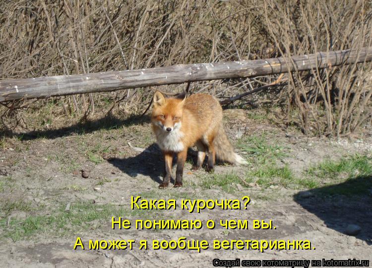 Какая курочка? Не понимаю о чем вы. А может я вообще вегетарианка.... Котоматрица: Какая курочка? Не понимаю о чем вы. А может я вообще вегетарианка.
