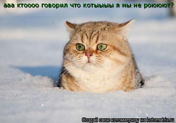 ааа ктоооо говорил что котыыыы я мы не роююют?... Котоматрица: ааа ктоооо говорил что котыыыы я мы не роююют?