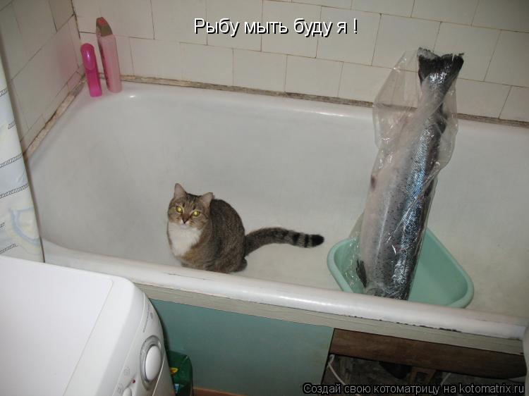 Рыбу мыть буду я !... Котоматрица: Рыбу мыть буду я !