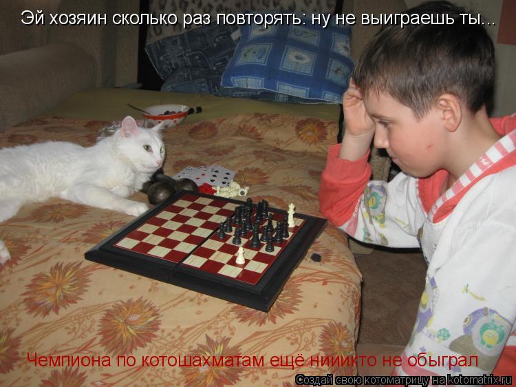 Котоматрица: Эй хозяин сколько раз повторять: ну не выиграешь ты... Чемпиона по котошахматам ещё нииикто не обыграл