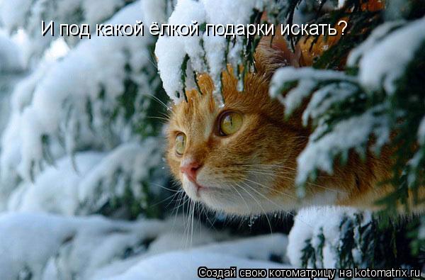И под какой ёлкой подарки искать?... Котоматрица: И под какой ёлкой подарки искать?