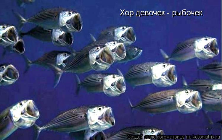 Хор девочек - рыбочек... Котоматрица: Хор девочек - рыбочек