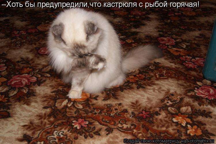 --Хоть бы предупредили,что кастрюля с рыбой горячая!... Котоматрица: --Хоть бы предупредили,что кастрюля с рыбой горячая!