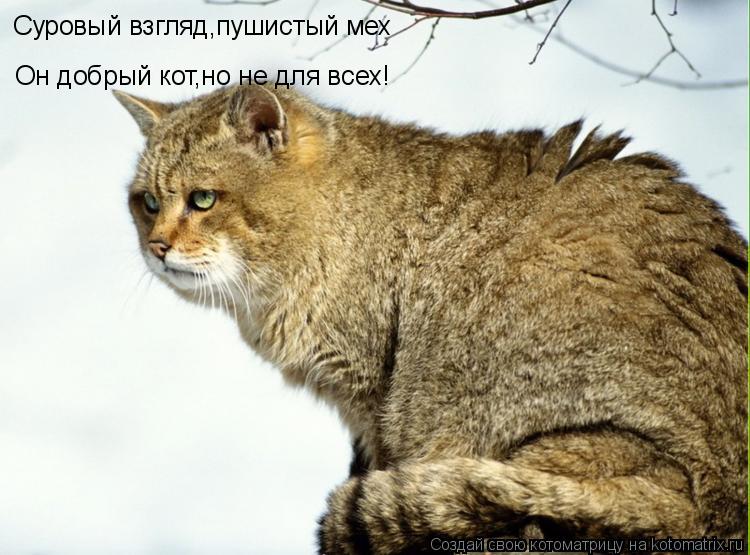 Котоматрица: Суровый взгляд,пушистый мех Он добрый кот,но не для всех!
