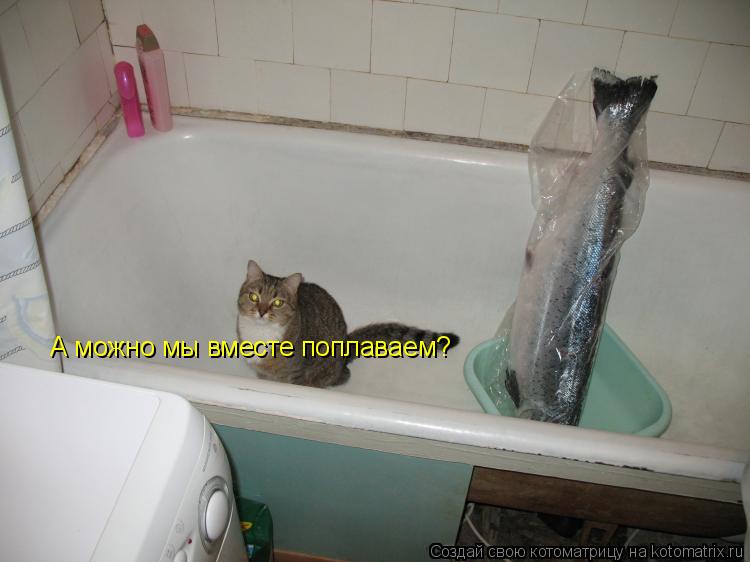 А можно мы вместе поплаваем?... Котоматрица: А можно мы вместе поплаваем?