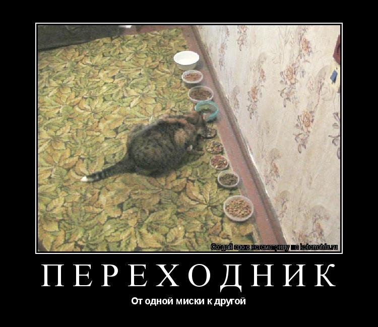 ПЕРЕХОДНИК От одной миски к другой... Котоматрица: ПЕРЕХОДНИК От одной миски к другой