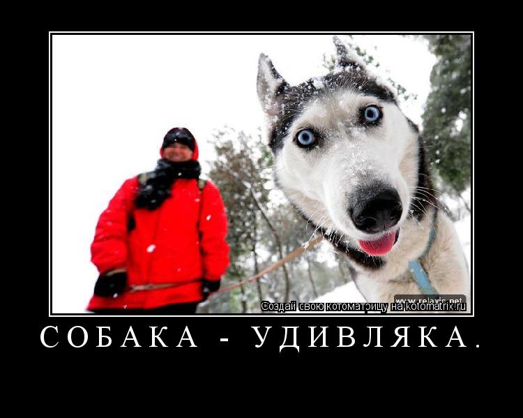 Собака - удивляка. ... Котоматрица: Собака - удивляка.